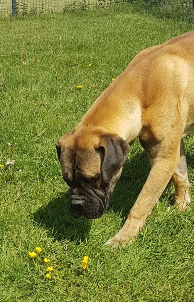 De Normand's Bull - Chiots disponibles - Bullmastiff